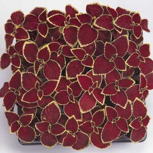 coleus-wizzard-scarlet