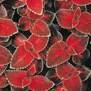 coleus-wizzard-velvet-red