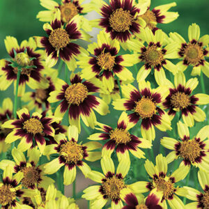 Coreopsis Big Bang‚Ñ¢ Cosmic Eye