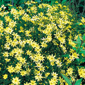 coreopsis-verti-moonbeam
