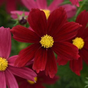 cosmos-sonata-red-shades