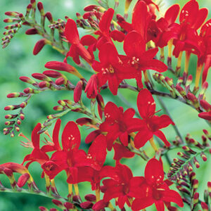 Crocosmia Lucifer