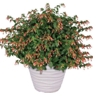 CUPHEA OTHER HUMMINGBIRDS LUNCH