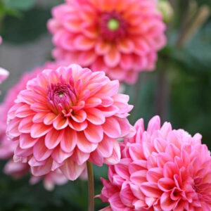dahlia-dec-salmon-runner