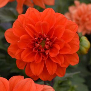 dahlia-figaro-orange-shades