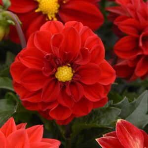 dahlia-figaro-red-shades