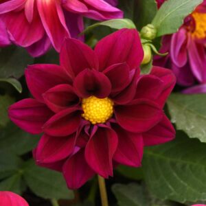 dahlia-figaro-violet-shades