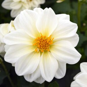 dahlia-figaro-white