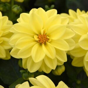 dahlia-figaro-yellow-shades