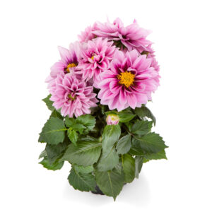 dahlia-labella-medio-fun-raspberry