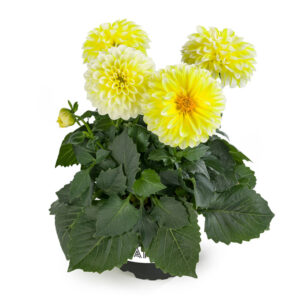 dahlia-labella-medio-fun-yellow-blush