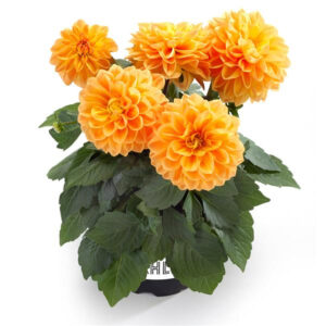 dahlia-labella-medio-orange