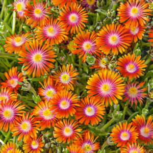 Delosperma Fire Spinner ®