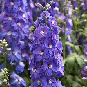delphinium-guardian-blue