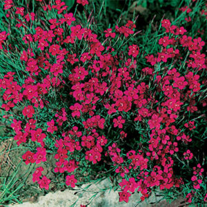 dianthus-delt-flashing-light