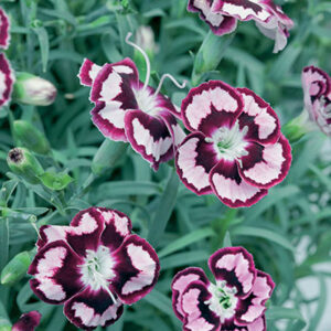 Dianthus Raspberry Swirl