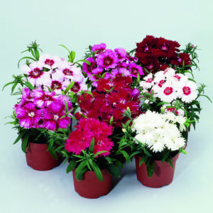 dianthus-diana-mix-formula
