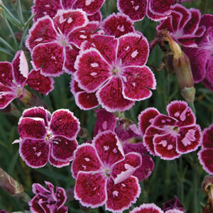dianthus-fire-and-ice