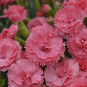 dianthus-fruit-punch-classic-coral