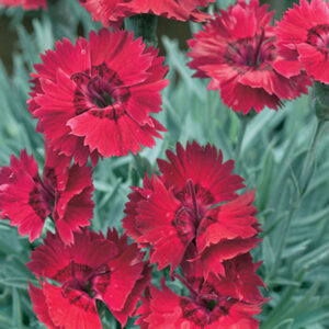 Dianthus plumarius Firestar