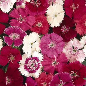 dianthus-ideal-select-mix