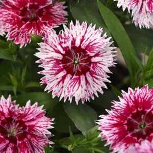 dianthus-ideal-select-whitefire