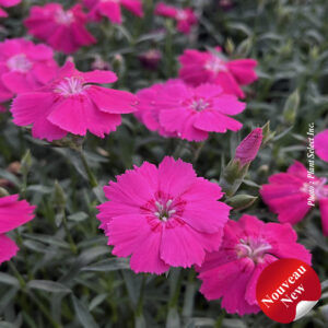 dianthus-mad-magenta
