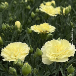 dianthus-odessa-yellow-bling-bling