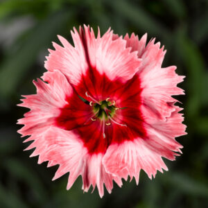 dianthus-sup-parfait-strawberry