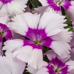DIANTHUS PARFAIT VENTI BLUEBERRY EYE