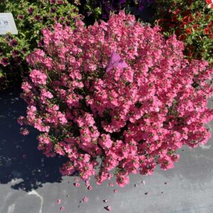 diascia-trinity-pink