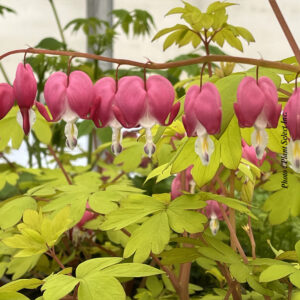 dicentra-spec-gold-heart