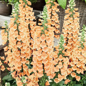 Digitalis Dalmatian Peach