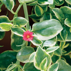 dorotheanthus-mezoo-trailling-red