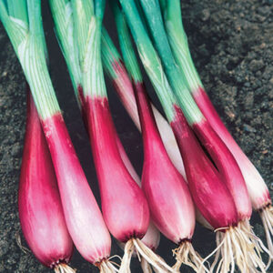 Allium cepa var. cepa Deep Purple