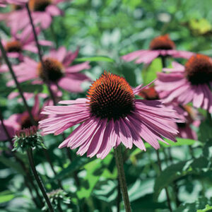Echinacea purpurea Magnus Superior