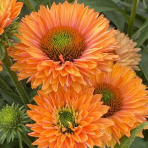echinacea-sunseekers-pumpkin-pie