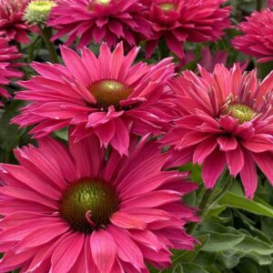echinacea-sunseekers-sweet-fuchsia