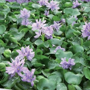 eichornia-jacinthe-deau