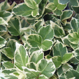 euonymus-emerald-gaiety