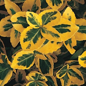 euonymus-emeraldn-gold