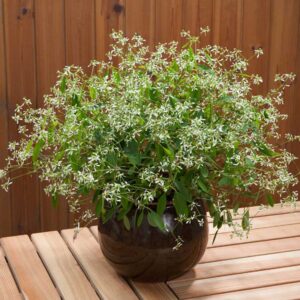 euphorbia-diwali-shower