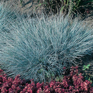 Festuca glauca Elijah Blue
