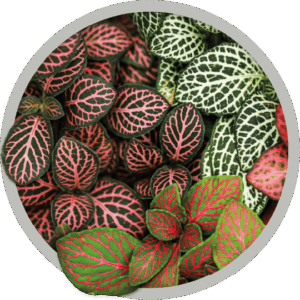 fittonia
