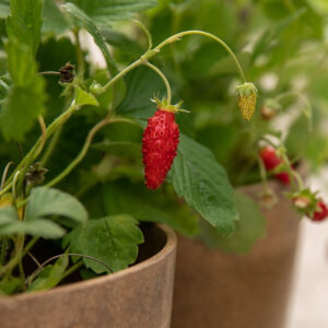 fraisier-alpine-rouge