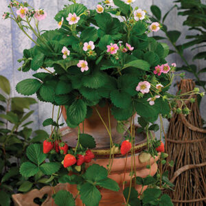 fraisier-apple-blossom
