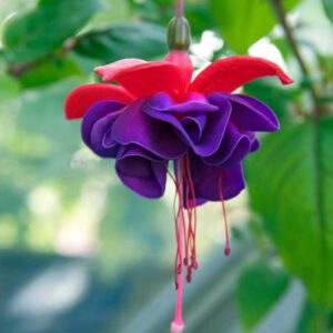 fuchsia-dark-eyes
