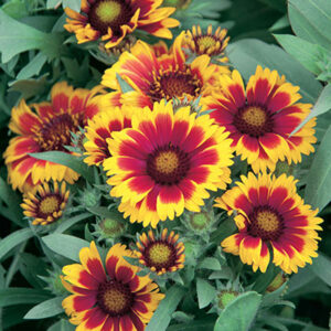 Gaillardia x grandiflora Arizona Sun
