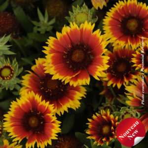 gaillardia-x-grand-goblin