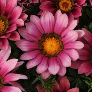 gazania-new-day-pink-shades